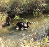 Tamar Island Wetlands Reserve and Interpretation Centre - Accommodation Cairns
