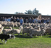 Curringa Farm - Accommodation and Farm Tours - Accommodation Cairns