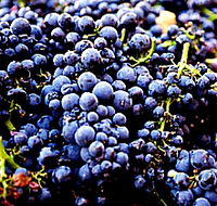 Laurel Bank Vineyard - Accommodation Cairns