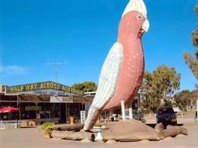 The Big Galah - Accommodation Cairns 0