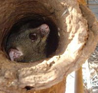 Mulga Sanctuary and Wildlife Park - Accommodation Cairns