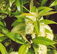 Tumbeela Native Bushfoods - Accommodation Cairns
