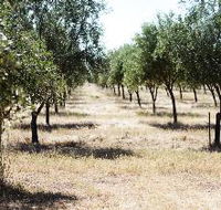 Talinga Grove Olive Oils - Accommodation Cairns