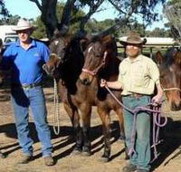 Coffin Bay Brumby Preservation Society Incorporated - Accommodation Cairns