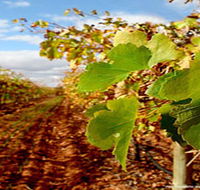 Mirabella Vineyards - Accommodation Cairns