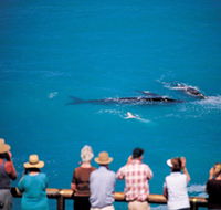 Whale Watching At Head Of Bight - Accommodation Cairns