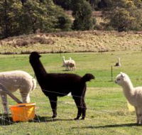 Maydena Country Cabins Accommodation  Alpaca Stud - Accommodation Cairns