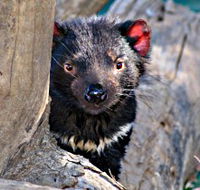 Trowunna Wildlife Sanctuary - Accommodation Cairns