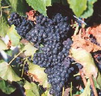 Darlington Vineyard - Accommodation Cairns