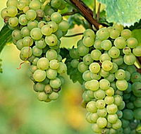 TP Vineyards - Accommodation Cairns