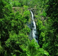 Kondalilla National Park - Accommodation Cairns