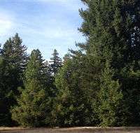 Pialligo Redwood Forest - Accommodation Cairns
