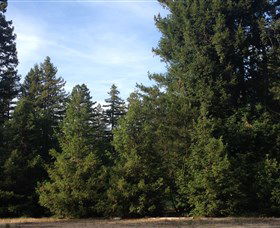 Pialligo Redwood Forest - Accommodation Cairns 0