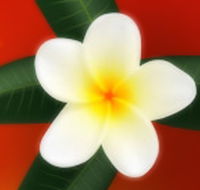 Well Retreat - Day Spa and Teahouse - Accommodation Cairns