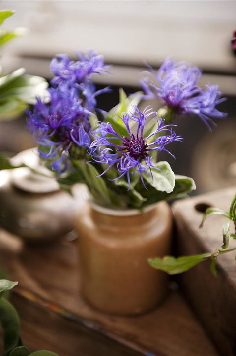 Salamanca Market - Accommodation Cairns 1