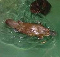 Platypus House - Accommodation Cairns