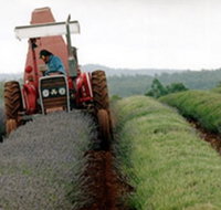 Bridestowe Lavender Farm - Accommodation Cairns