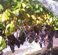 Palmara Vineyard - Accommodation Cairns