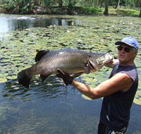 Barra Feeding - Accommodation Cairns