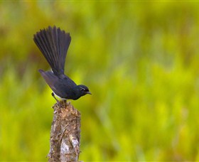 Holmes Jungle Nature Park - Accommodation Cairns 0