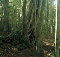 Lamington National Park Binna Burra Section - Accommodation Cairns