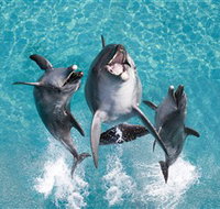 Sea World - Accommodation Cairns