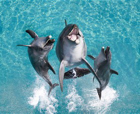 Sea World - Accommodation Cairns 0