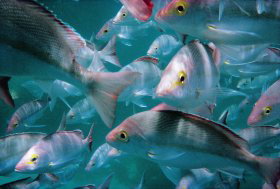 Wolf Rock Dive Site - Accommodation Cairns 0