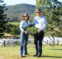 Hinterland Feijoas - Accommodation Cairns