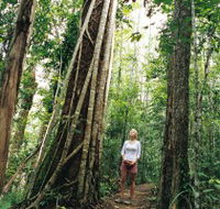 Wet Tropics - Accommodation Cairns