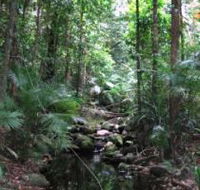 Mossman Gorge Rainforest Circuit Track Daintree National Park - Accommodation Cairns
