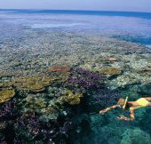 Split Bommie Dive Site - Accommodation Cairns