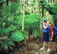 Mount Sorrow Ridge Trail Daintree National Park - Accommodation Cairns