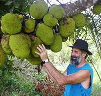 Cape Trib Exotic Fruit Farm - Accommodation Cairns