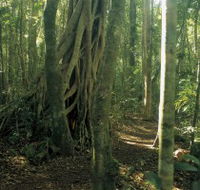 Mount Bithongabel - Accommodation Cairns