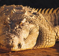 Koorana Crocodile Farm - Accommodation Cairns