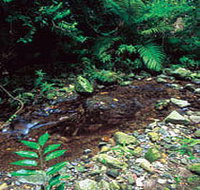 Wompoo Walk - Accommodation Cairns