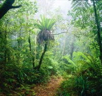 Lamington National Park Green Mountains Section - Accommodation Cairns
