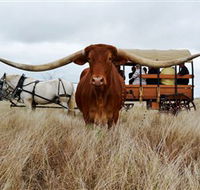 Texas Longhorn Wagon Tours and Safaris - Accommodation Cairns