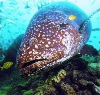 Lady Musgrave Island Dive Sites - Accommodation Cairns