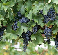 South Burnett Wine Trail - Accommodation Cairns