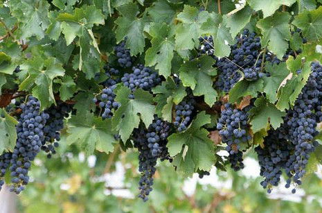 South Burnett Wine Trail - Accommodation Cairns 0