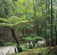 Fraser Island Great Walk - Accommodation Cairns