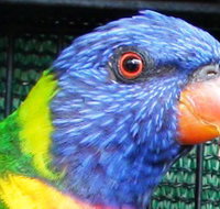 Fraser Coast Wildlife Sanctuary - Accommodation Cairns