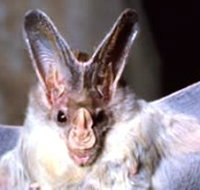 Mount Etna Caves National Park - Accommodation Cairns