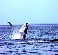 Whale Watching - Accommodation Cairns