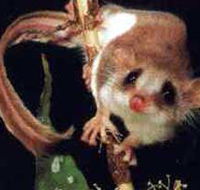 Carrowong Fauna Sanctuary - Accommodation Cairns