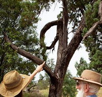 Charleville - Outback Native Timber Walk - Accommodation Cairns