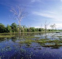 Tyto Wetlands - Accommodation Cairns