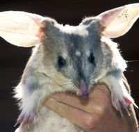 Charleville - Bilby Experience - Accommodation Cairns